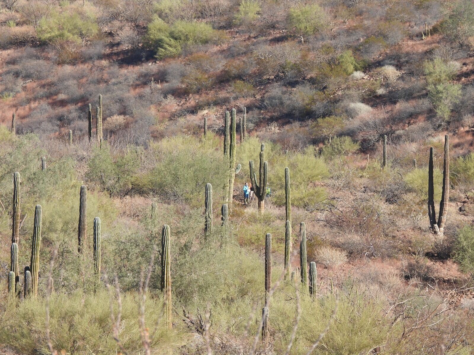 Reforestación comunitaria